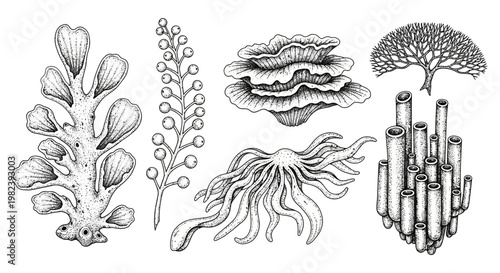 Vintage Botanical Illustration of Diverse Sea Corals and Algae Collection