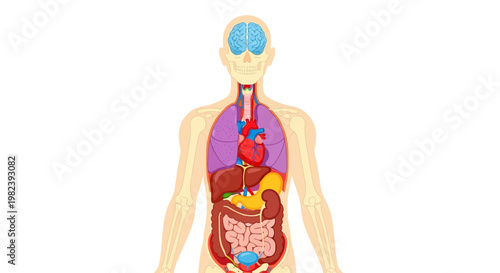 Human Anatomy Diagram: Brain, Lungs, Heart, Liver, Stomach, Intestines, Kidneys