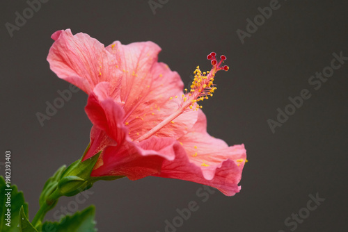 фотографія Red Hibiscus flower dusted with pollen