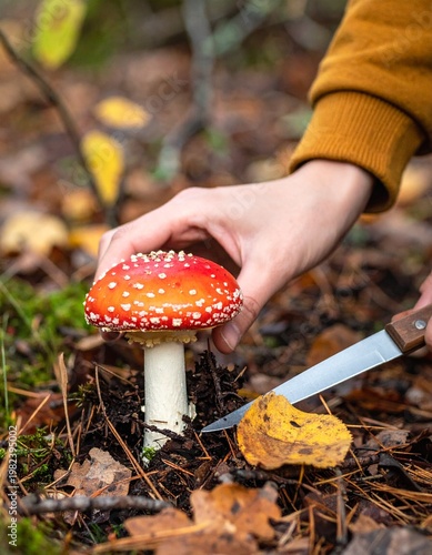 Close‑up of a person cutting a red mushroom with white spots on the forest floor using a small knife. The hand is surrounded by fallen leaves. Mushroom foraging, autumn nature, and outdoor exploration