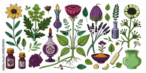 Botanical Illustration Set of Medicinal Herbs and Essential Oils
