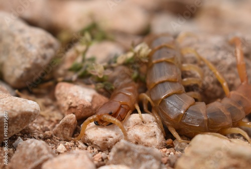 Konstfotografi Cretan centipede crawling on rocks