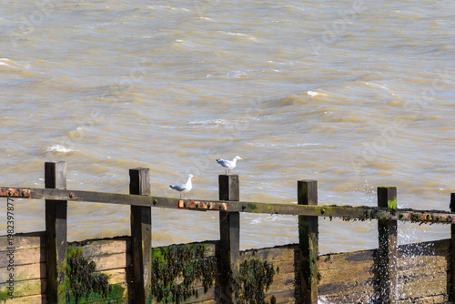 seagull on fence