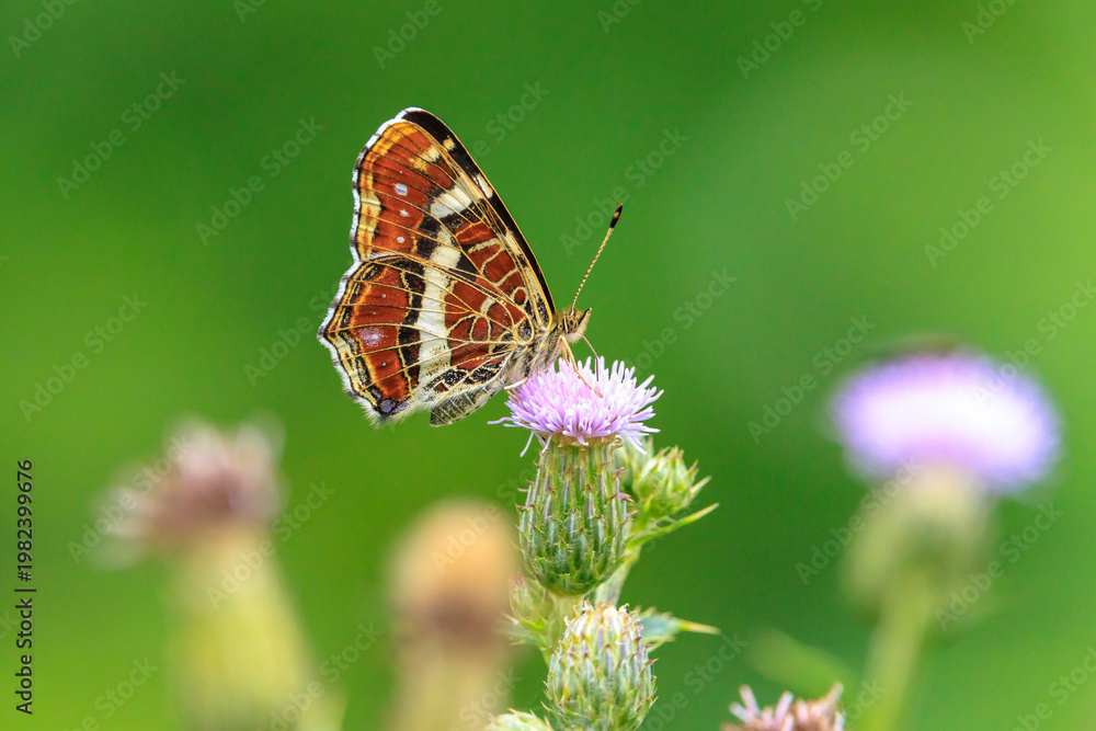 Fototapeta premium The map butterfly, araschnia levana, close-up portrait