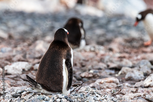 Close-up of Gentoo Penguin -Pygoscelis papua- at Cuverville Island, on the Antarctic Peninsula