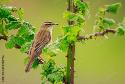 Sedge Warbler, Acrocephalus schoenobaenus, singing in bramble