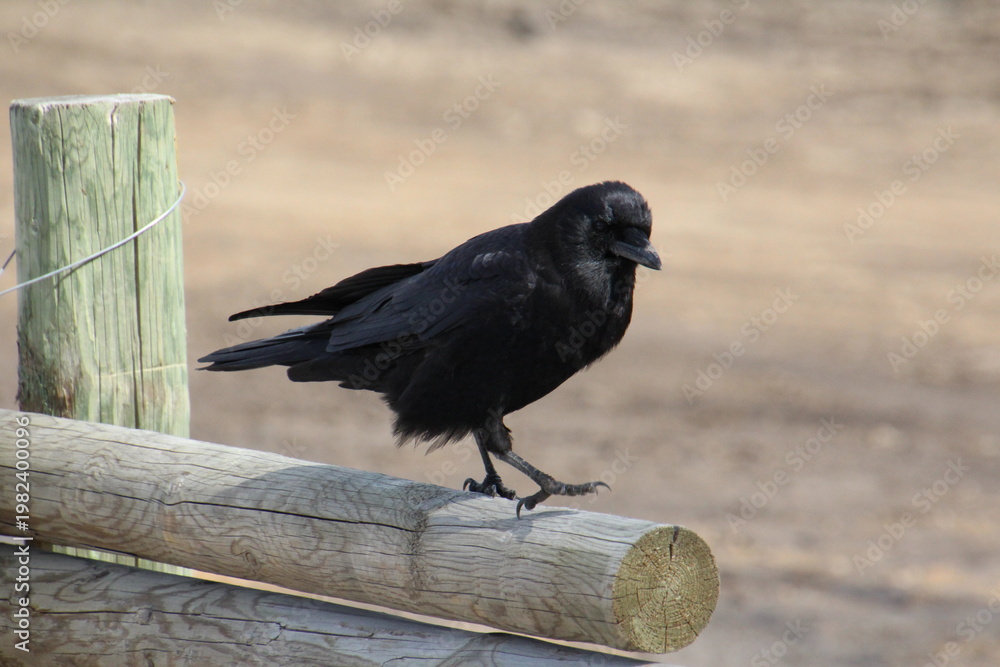 Fototapeta premium crow on the fence