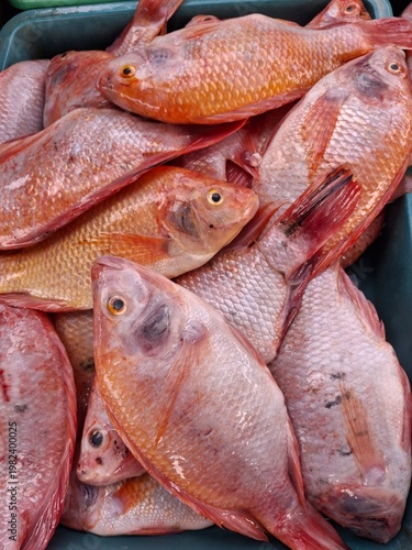 fresh fish on the market, A pile of fresh tilapia fish for sale at the market. Red tilapia (Oreochromis niloticus or Oreochromis sp.). This fish is a very popular freshwater fish commodity