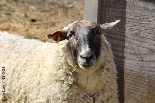 Wallpaper Mural sheep in a field Torontodigital.ca