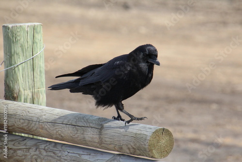 Wallpaper Mural crow on the fence Torontodigital.ca