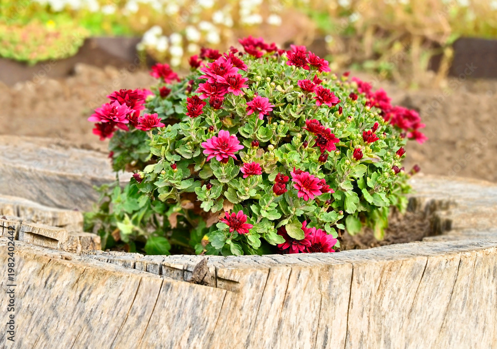 Naklejka premium Purple chrysanthemum flower in stump