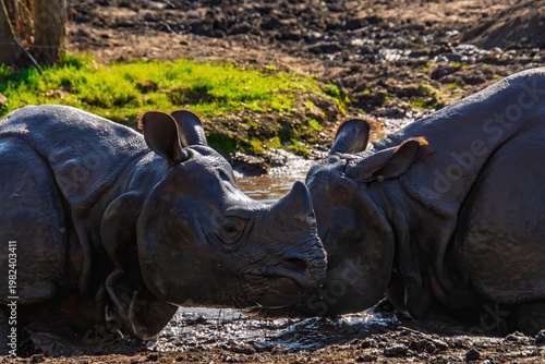 Fighting Indian rhinoceros bulls