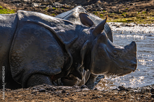 Fighting Indian rhinoceros bulls