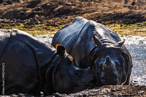 Fighting Indian rhinoceros bulls