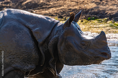 Fighting Indian rhinoceros bulls
