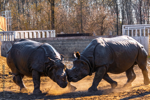 Fighting Indian rhinoceros bulls