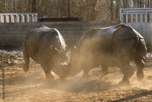 Fighting Indian rhinoceros bulls