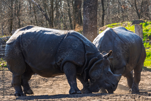 Fighting Indian rhinoceros bulls