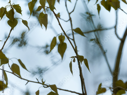 Fotografía Jeunes feuilles vertes au printemps sur branches d’arbre avec arrière-plan flou
