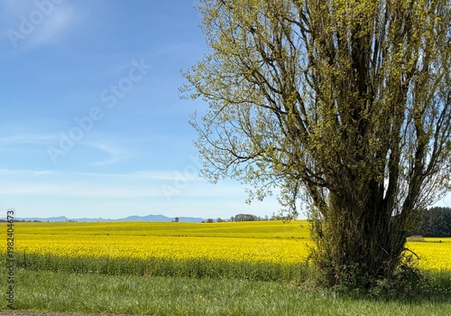Willamette Valley Canola Field