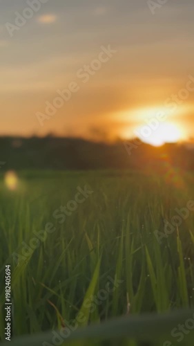 sunset in the field