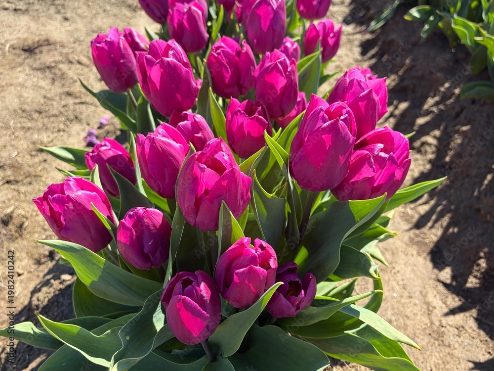 Obraz premium Bright Pink Tulips
