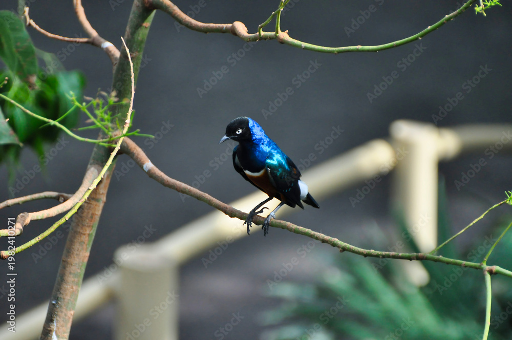 Fototapeta premium Superb Starling (Latin Name: Lamprotornis superbus) Perched on a Branch with Iridescent Blue Plumage and White Eyes in Tierpark Berlin 