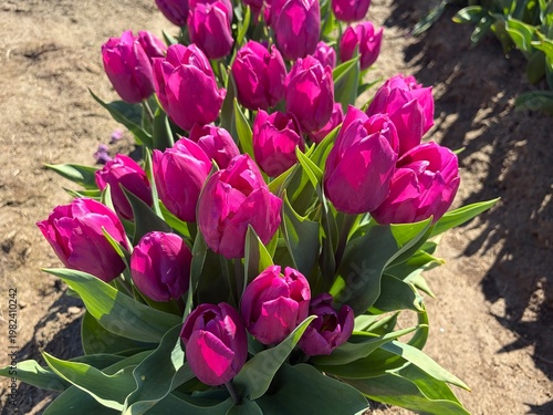 Bright Pink Tulips