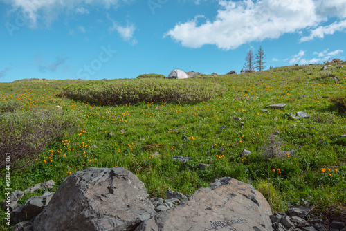 Schilderij op canvas White tent on green grassland among vivid orange flowers and rocks in bright sun under clouds in blue sky