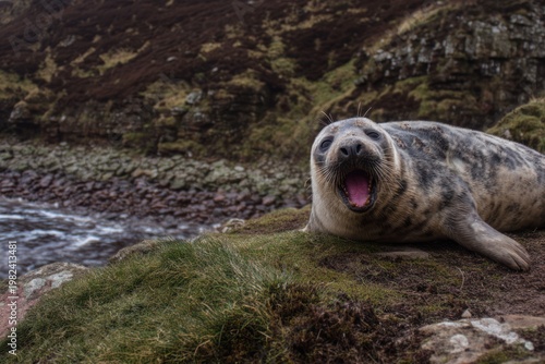 A gray seal yawns on a grassy cliff overlooking a rocky shoreline