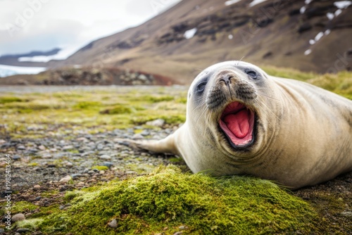 Close-up of a yawning seal on a grassy, rocky terrain near a mountain range