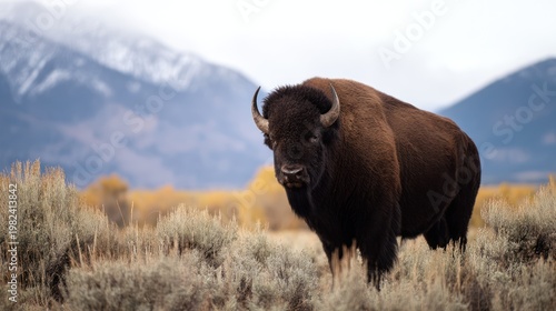 A majestic bison stands in a field, with mountains and cloudy skies in the backdrop