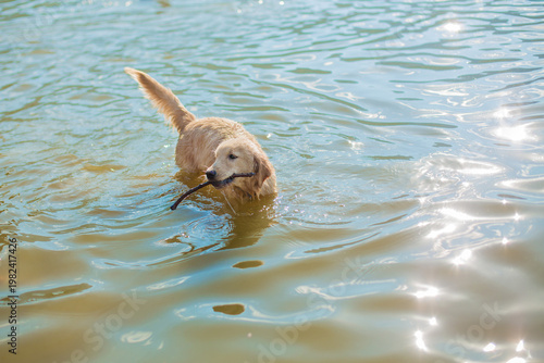 Canvas-taulu Golden retriever swimming in lake with stick in mouth, playful dog fetching in w