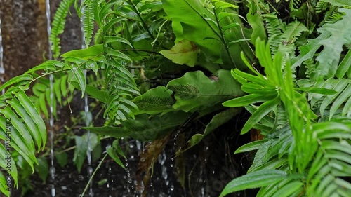 Ferns,Water droplets,Forest ecology,Moist aesthetics,Vitality rhythm