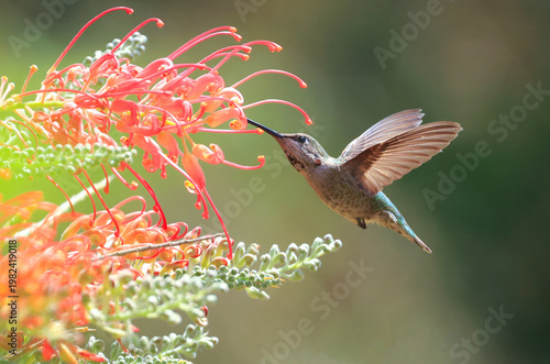Hummingbird