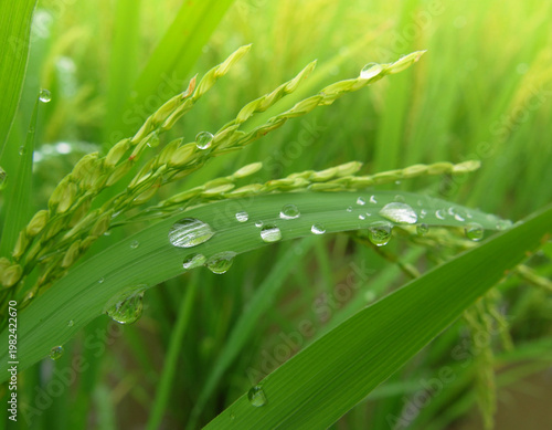 Close Up Macro of Green Rice Paddy Plants with Crystal Water Droplets on Leaves, Vibrant Green Texture and Soft Bokeh Background in Rice Field