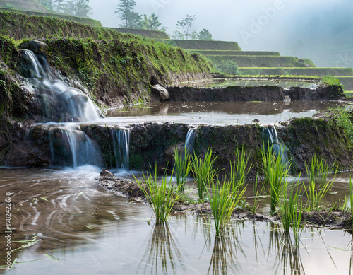 Water Flowing Through Green Rice Paddy Terraces with Motion Blur Effect and Morning Mist, Peaceful Agricultural Landscape with Young Rice Plants