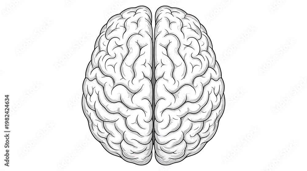 Fototapeta premium Detailed illustration of a human brain with visible folds and structures
