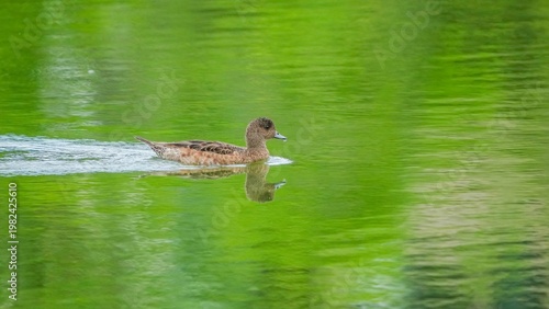 新緑が反射する池を泳ぐヒドリガモのメス、野生の美しさ