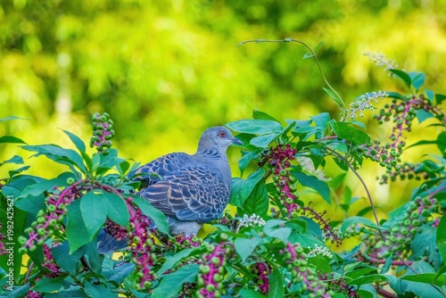 ヨウシュヤマゴボウの実とキジバト 野鳥のクローズアップ