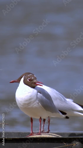 Silent Footage Of Gull Performing Vocal Display Near Partner