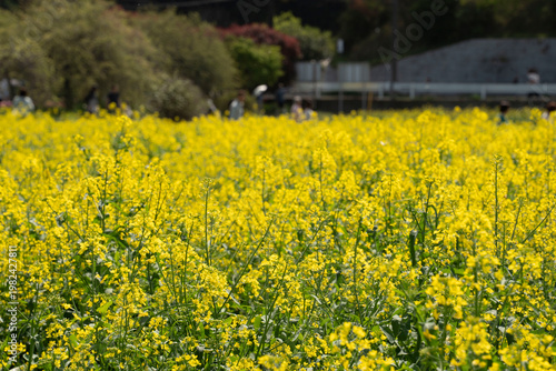 field of rapeseed 菜の花畑