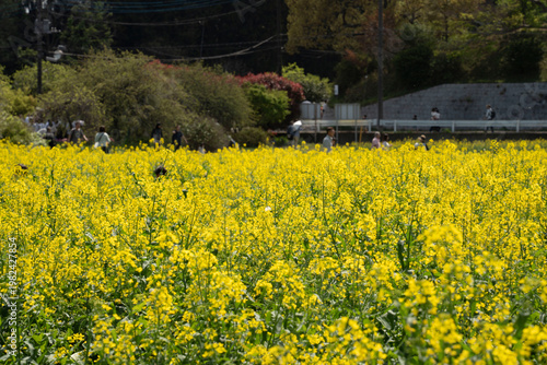 field of rapeseed 菜の花畑