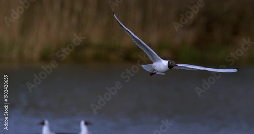 Lone Bird Soars Slowly Over Peaceful Lake With Reeds In Background