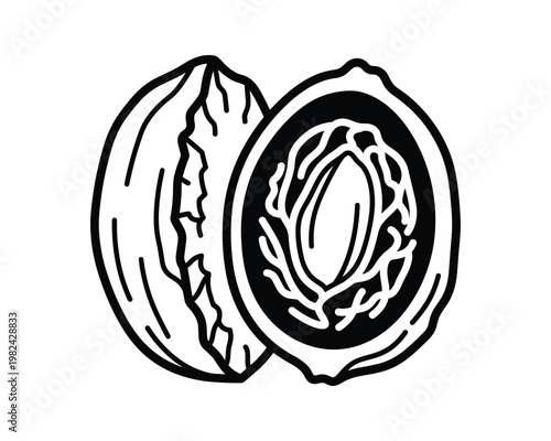 Nutmeg seed vector illustration, open nutmeg seed with mace drawing