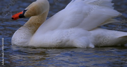  Serene Mute Swan Preening Super Slow Motion