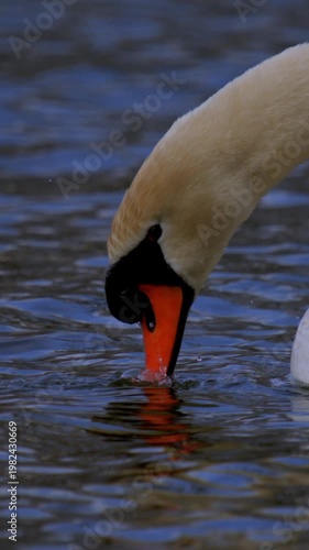 Mute Swan Drinking With Falling Droplets In Super Slow Motion