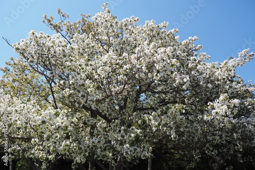 白い桜
