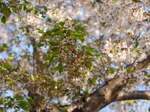 花びらが散り始めた桜