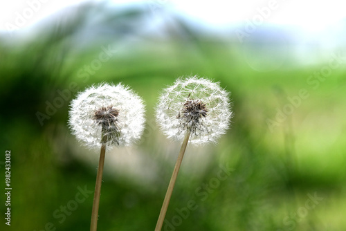 たんぽぽの綿毛